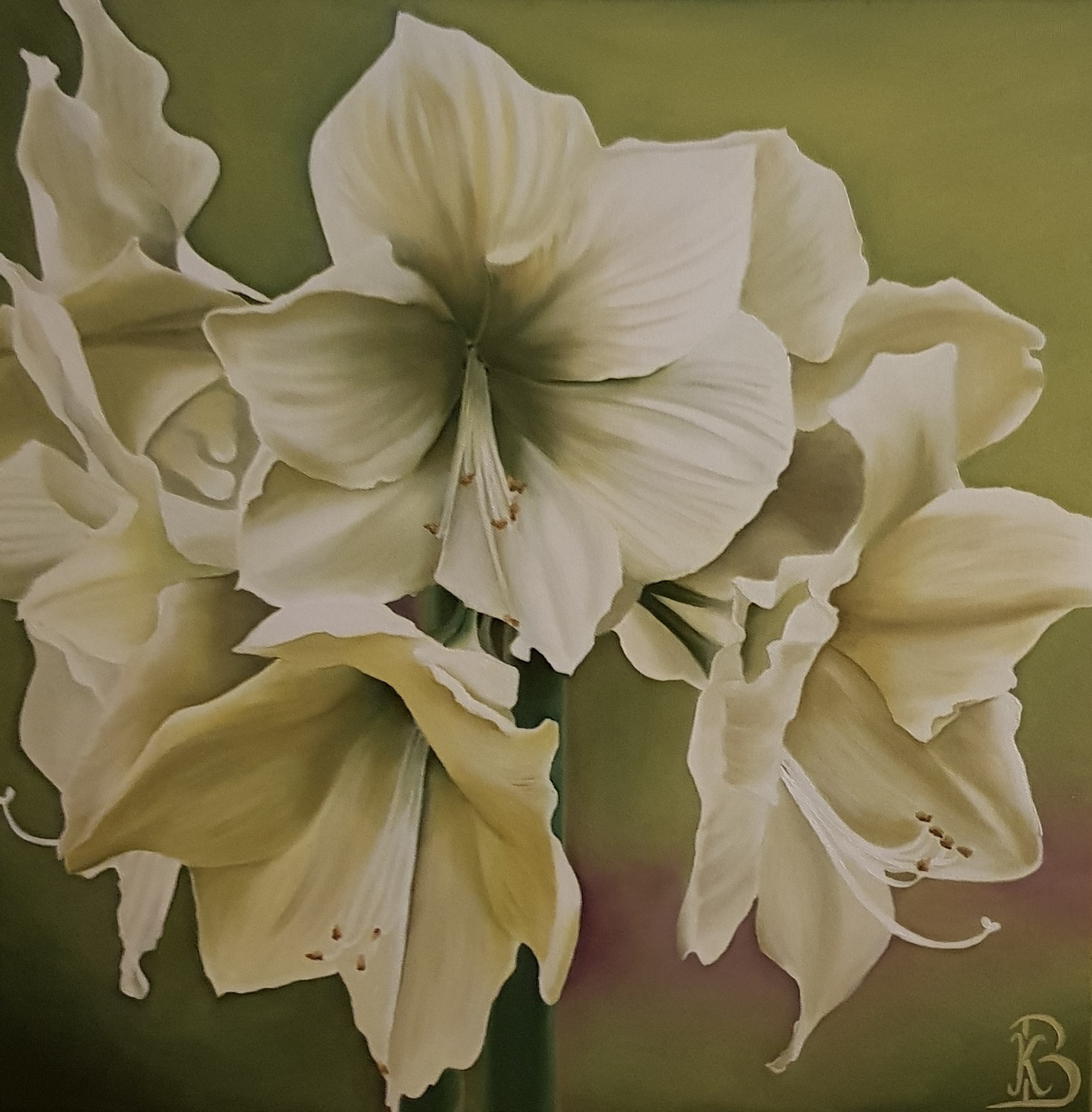 Amaryllis Blanc-Vert (50×50)